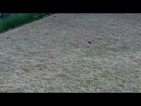 how to kill lawn fungus