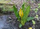 how to transplant skunk cabbage
