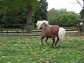 Falabella Miniature Horses 2 Falabella Miniature Horses 2
