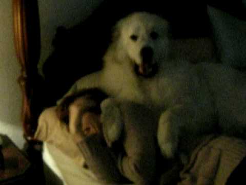 great pyrenees