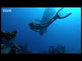 Amazing swimming with humpback mother & calf- Diving With Whales