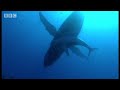 Amazing swimming with humpback mother & calf- Diving With Whales