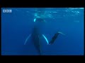 Amazing swimming with humpback mother & calf- Diving With Whales