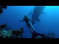 Amazing swimming with humpback mother & calf- Diving With Whales