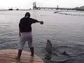 SEJ - watching the dolphins