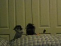 Sock Puppet Bananza:  A Not-So Scary Movie