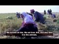 israeli tank vs palestinian donkey