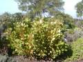 Lavender Farm in Maui.wmv