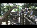 Giraffes Feeding Session At Singapore Zoo