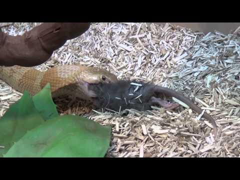 YouTube reptile video