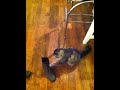 Click here to watch this video Playing with a boot.