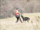 Doberman Training - Cora Carmen Morgantina Doberman Training - Cora Carmen Morgantina