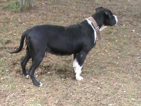 bandog