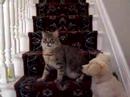 Meep and Anastasia Playing