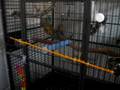 Piper (U2) in her cage
