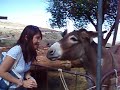 The Donkey Kiss