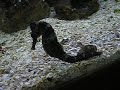 fiz este vídeo no aquário de ubatuba qd a tratadora foi alimentar os animais. Neste aquário, ela jogos artêmias (mini-camarões que nadam com as patas para cima). 