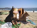 perros