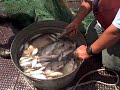 Trawling Trawling