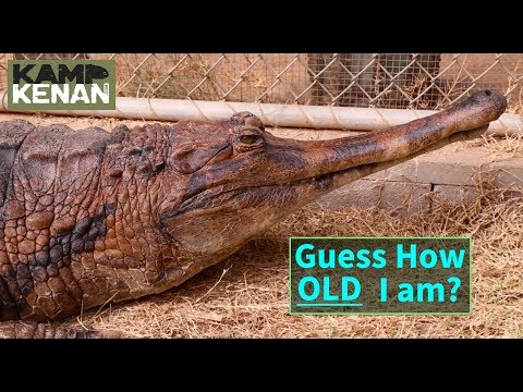 YouTube reptile video