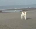 Fade� vind een bal .
