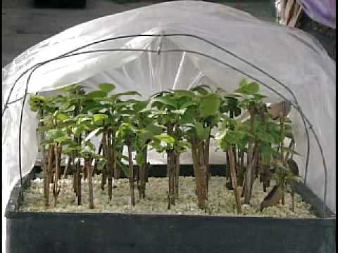 how to grow adenium from cutting