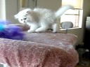 Aaralyn Burmillas - Lotus kittens week 8 vid 4