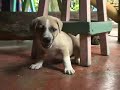 Caribean puppy - easy day Caribean puppy - easy day