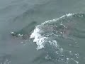 野生海豚