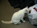 videos de Кот лезет в сумку. The cat climbs in a bag.
