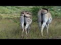 Zebras in Hluhluwe