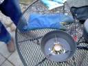 my primus stove