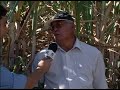 Consorcio do Estilosantes com a Cana