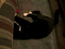 Kitty Playing