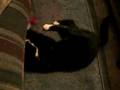 videos de Kitty Playing