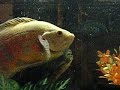 For Sale- 13 inch Pacu- Must Sell