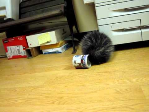 Watch 'Porcupine Snack Time'