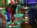 Treatment of Fish at Tsukiji Market