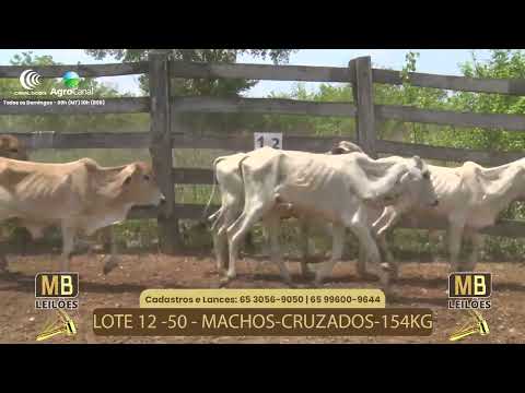 517 LEILO VIRTUAL MB LEILES