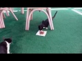 Голодные коты