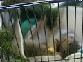 Baby Squirrels Playing