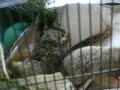 baby-squirrels-get-rescued-in-myrtle-beachscpic-slide-show.html