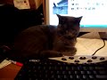 Cuddle Session Cuddle Session