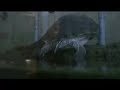 Trachemys scripta elegans - Laying eggs