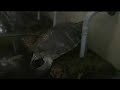Trachemys scripta elegans - Laying eggs Trachemys scripta elegans - Laying eggs