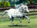 Chevaux Chevaux