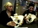 Playing with Hip Bones