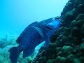 Midnight Parrotfish @ Cleaning Station