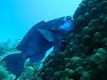 Midnight Parrotfish @ Cleaning Station