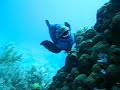 Midnight Parrotfish @ Cleaning Station